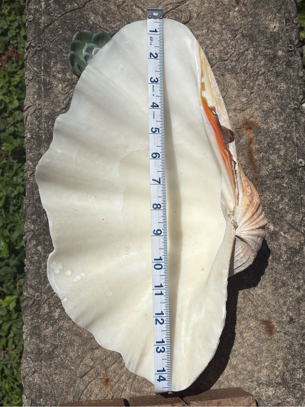 Vintage Natural Giant Clam Shell White Seashell Bowl High-End Coastal Decor